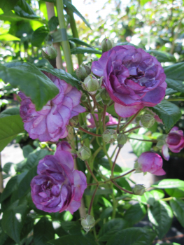 Kletterrose Rosemarie Viaud